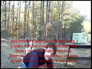 como educar a un perro adulto a subirse en la espalda