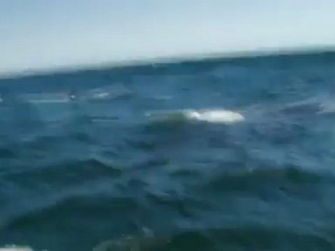 la baleine arc-en-ciel