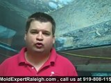 Mold Removal Services, Raleigh - Durham