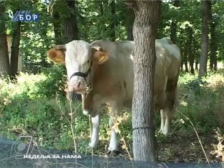 Info 7 - pregled nedelje, 27. avgust 2011.