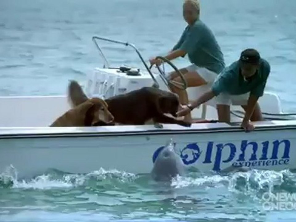 un dauphin embrasse un chien