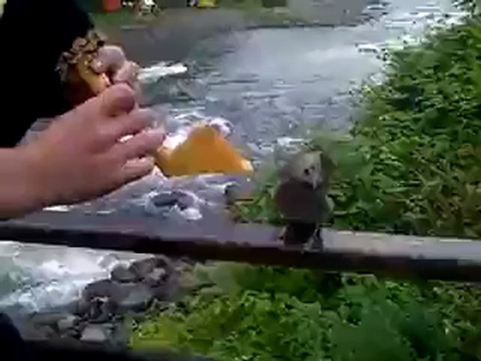 BU DA HORONCU KARGA - VİDEO İZLE