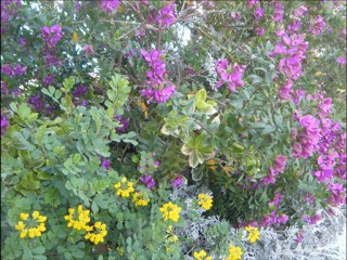 fleurs du jardin