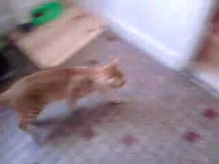 chats entrain de faire sa crotte mdr