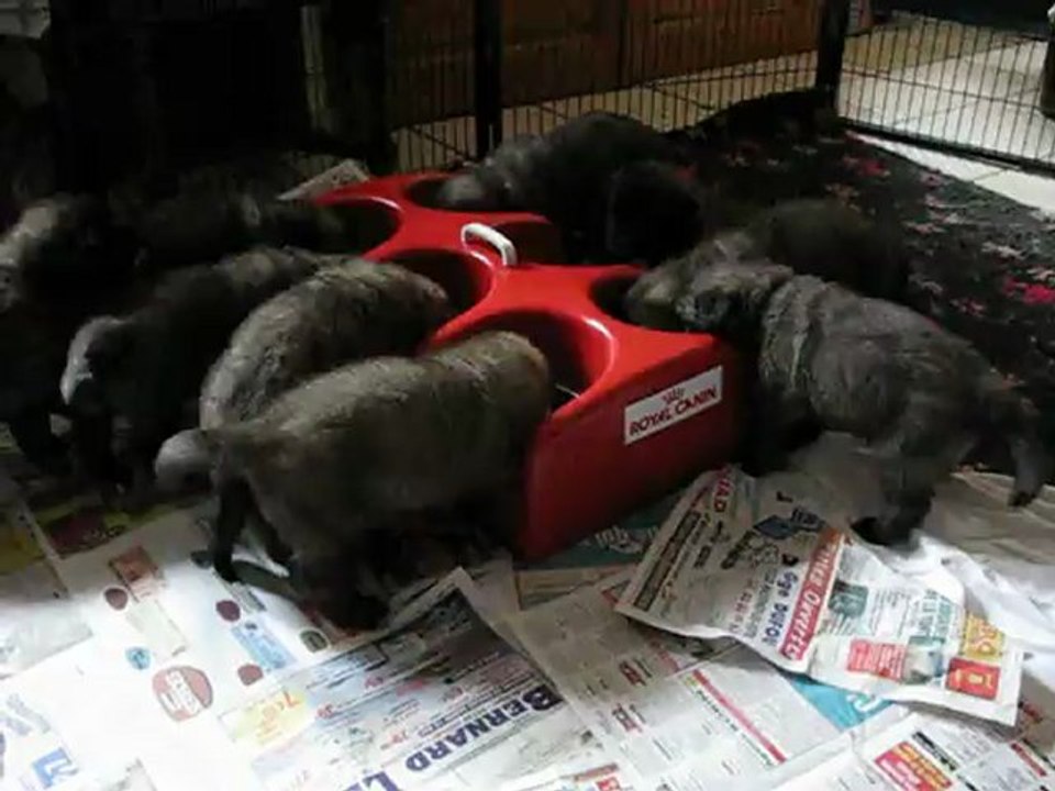 le repas dans les gamelles après la tétée des bébés leonbergs; nous avons 4 semaines