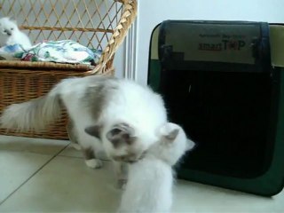 Ganesha avec les chatons 4 juillet 2012