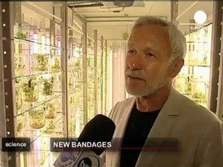 Un lin OGM pour soigner les lesions...