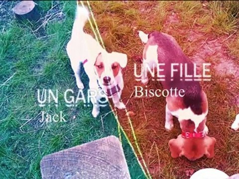 Un gars une Fille avec mes deux chiens