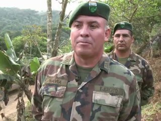 Arrachage massif de coca en Bolivie