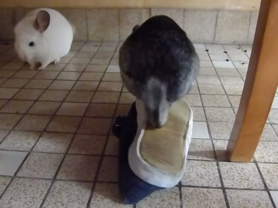 Praline et son chausson: le bonheur ♥