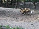 African wild Dogs Berlin Zoo