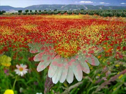 Kurbani sural - were le 2012 kürtçe @ MEHMET ALİ ARSLAN Tv