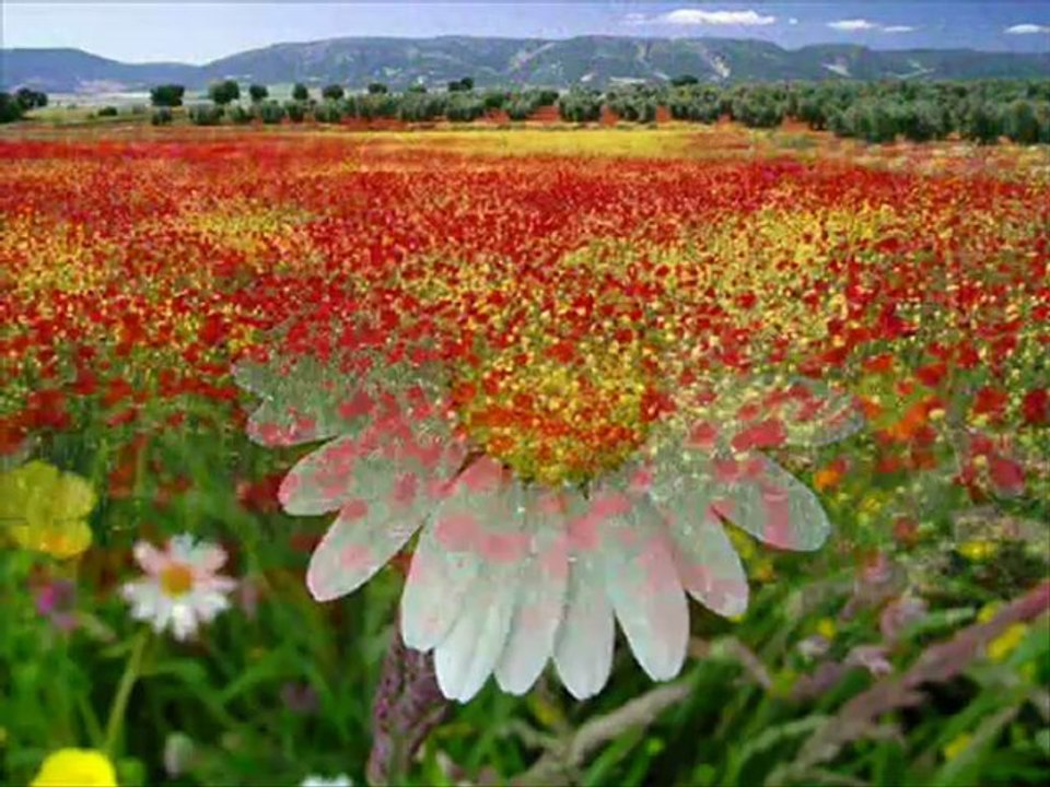 Kurbani sural - were le 2012 kürtçe @ MEHMET ALİ ARSLAN Tv