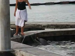 le repas des dauphins, Intercontinental Moorea