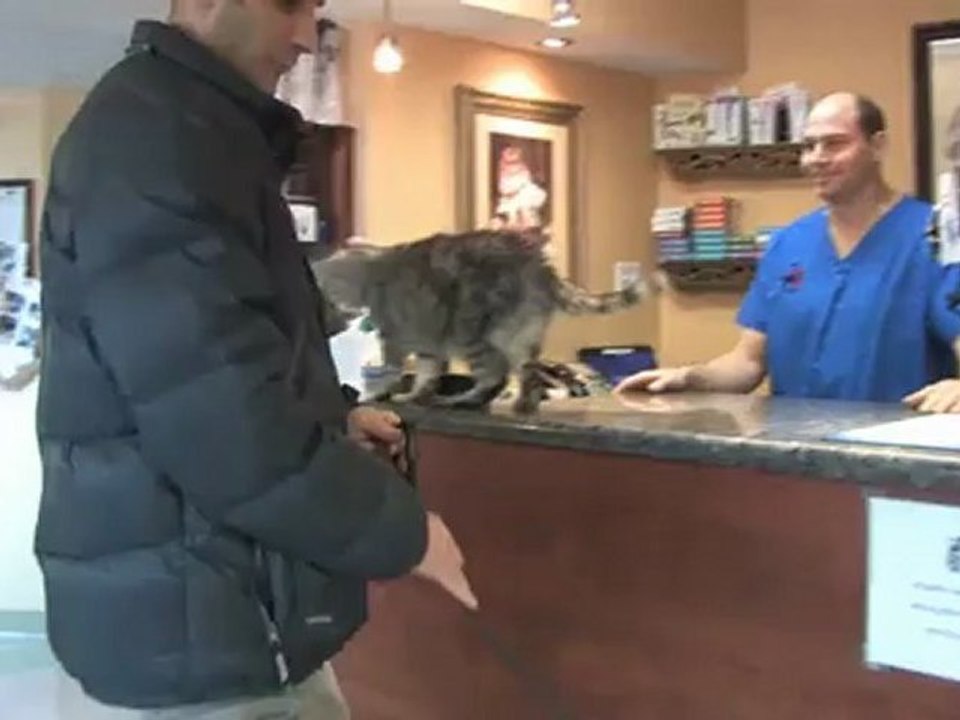 Vétérinaires LeMoyne Saint-Lambert Hôpital Vétérinaire ...