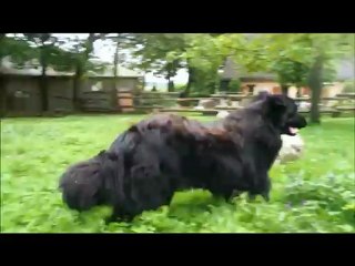 Le bonheur est dans le pré (seconde version)