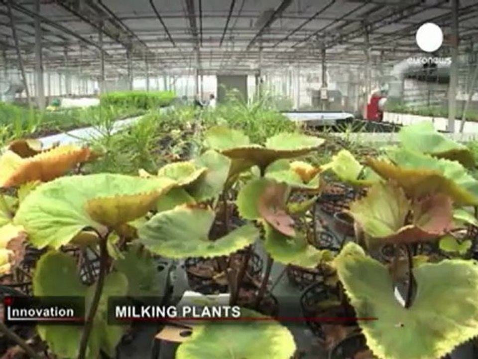 Milking plants