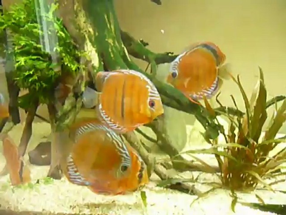 Symphysodon haraldi Manacapuru fo (sauvage)