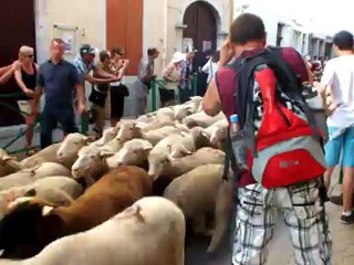 transhumance de die 2012