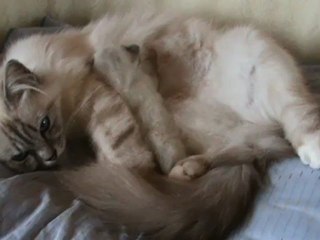 La tétée de H'Aramis avec sa maman Didy