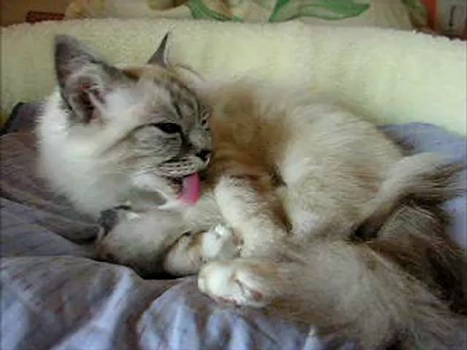 Sacré de Birmanie, chaton l'heure de la toilette