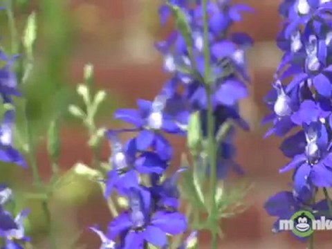 Attract Pollinators & Beneficial Insects