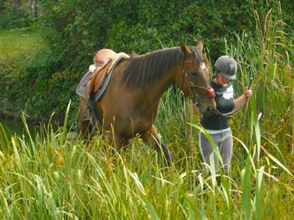 Hommage à ma jument.... Loreleie ♥