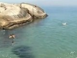 Tres pequeños pingüinos aparecen en la playa de Ipanema