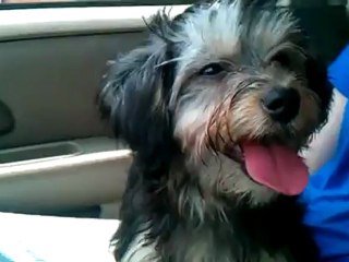 Hilarious, Dog Loves the Air Conditioner