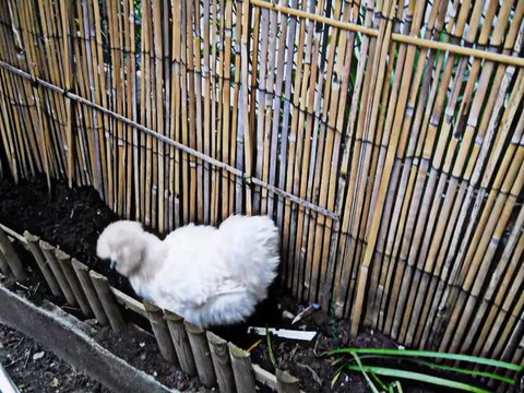 ACID QUEEN alias TINA prend son bain en public...!