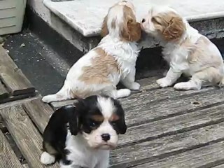 MVI_4338 bebes Cruz X Festival a 35 jours