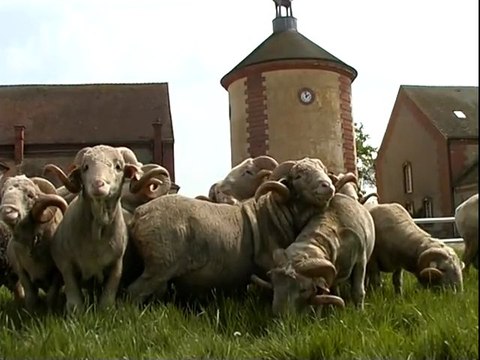 Le Mérinos de Rambouillet (Bergerie Nationale)