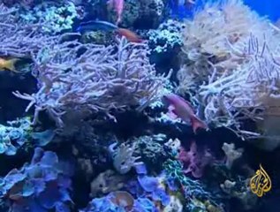 حملة دولية لحماية الشُعَب المرجانية في العالم