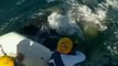 Trapped humpback whale freed in Australia