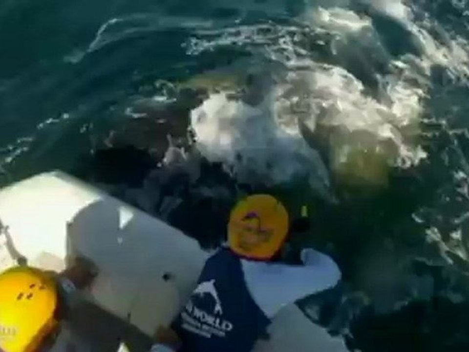 Trapped humpback whale freed in Australia