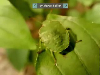Palomena prasina - 4th instar nymph