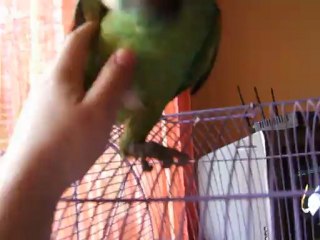 Jaco mon perroquet