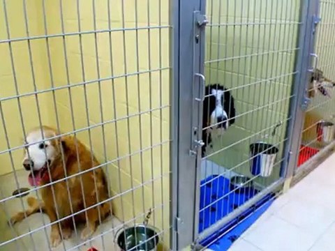 Vétérinaires Luceville Sainte-Luce Clinique Vétérinaire ...