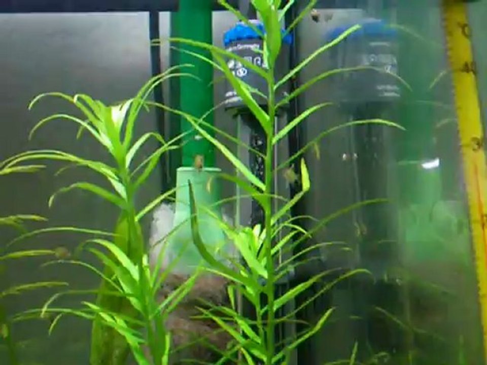 Reproduction scalaire 16, J22 de la nage libre