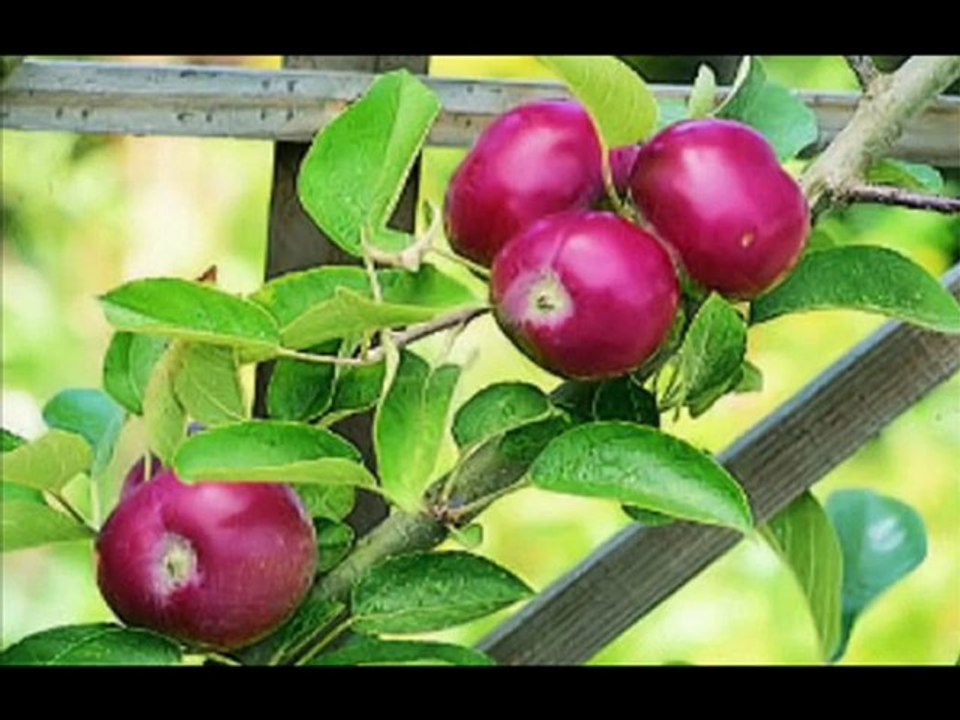 Cennettin bir tutam meyveleri pereseler