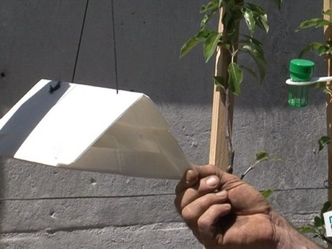 Comment protéger ses arbres fruitiers des maladies ?