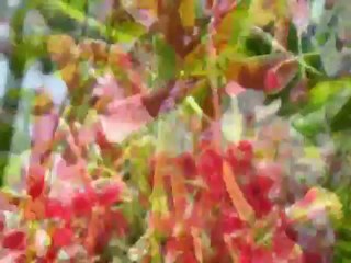 Celebrating Lata Mangeshkar: The Voice of a Generation 🎶