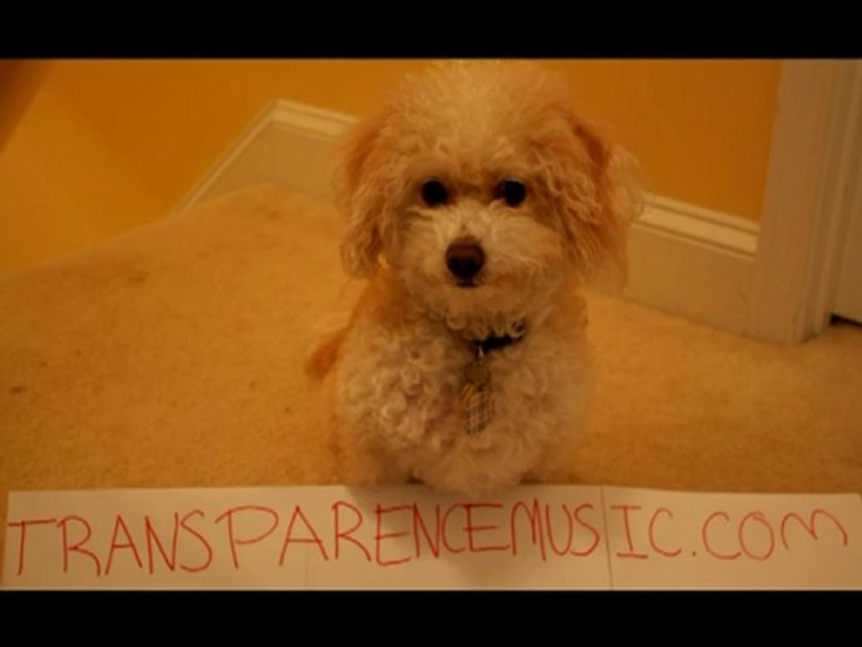 TransparenceMusic and friends