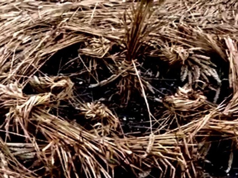 CROP CIRCLE . Wiltshire .Avebury, Angleterre.2012