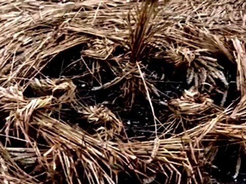 CROP CIRCLE . Wiltshire .Avebury, Angleterre.2012