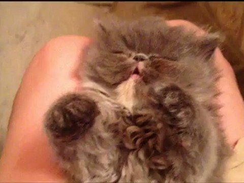 Chaton narcoleptique a envie de jouer