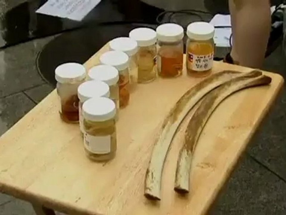 Anti-whaling activists rally