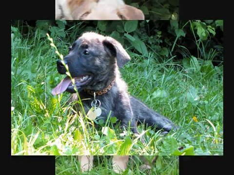 QUE DU BONHEUR AUX AMIS DES BÊTES