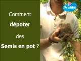 Comment dépoter des semis en pot ?