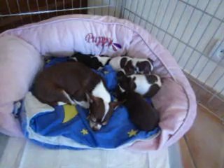 Bébés de Geisha à 1 mois, trois mâles choco et blanc,LOF, petit gabarit!